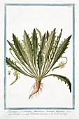 Plantago coronopus,18th century