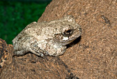 Grey tree frog