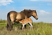 Exmoor pony and foal