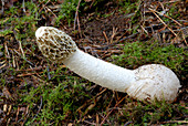 Stinkhorn fungus (Phallus impudicus)