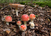 Fly agaric fungi (Amanita muscaria)