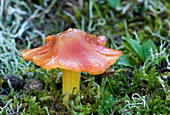 Dune waxcap fungus (Hygrocybe conicoides)