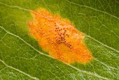 Cedar apple rust on a leaf