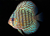 Striped turquoise discus