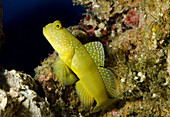 Yellow prawn-goby