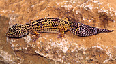 Leopard gecko on a rock