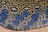European eyed lizard skin