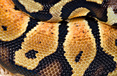 Pastel royal python