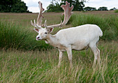 Male white fallow deer