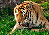 Siberian tiger with food