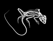 Lizard,X-ray