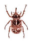 Rhinoceros beetle,X-ray