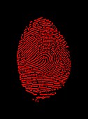 Red fingerprint