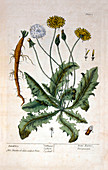 Dandelion plant,18th century