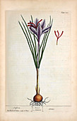 Saffron plant,18th century