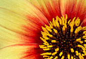 Dahlia flower' Sunshine' centre abstract