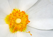 White anemone flower abstract