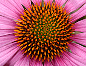 Coneflower centre abstract