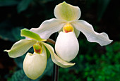 White slipper orchids