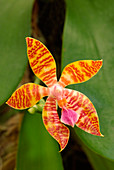 Moth orchid