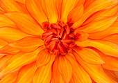 Orange dahlia flower abstract