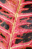 Variegated croton leaf abstract