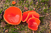 Orange-peel fungus