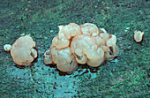 Beech jellydisc fungus