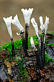 Candle-snuff fungus