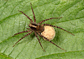 Spotted wolf spider