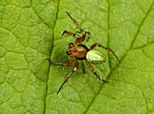 Green orb-weaver spider