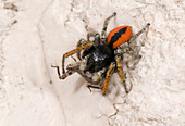 Beautiful jumper spider