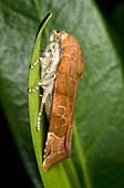 Broad-bordered Yellow underwing moth