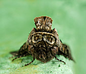 Spectacle moth