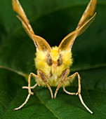 Canary-shouldered thorn moth