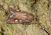 Bright-line Brown-eye moth