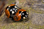 7-spot ladybirds