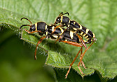 Wasp beetles