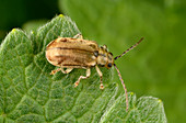 Leaf beetle