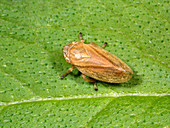 Common froghopper