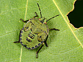 Green shield bug larva