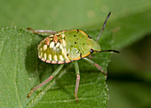 Southern green shield bug