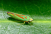 Rhododendron leafhopper