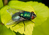 Green bottle fly