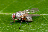 Kleptoparasitic fly