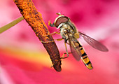Marmalade icon hover-fly