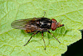 Black-rimmed snout hoverfly