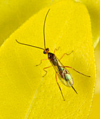 Ichneumon wasp