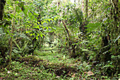 Amazonian cloud forest