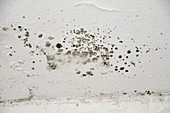Mould on a bedroom wall